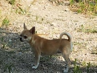 Étalon Chihuahua - Nikita de la source d'Age