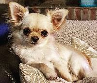 Étalon Chihuahua - Petite plume Des Minis Boss