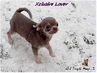 Étalon Chihuahua - Xclusive lover fulstar