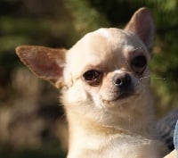Étalon Chihuahua - Maestro Des lianes de mysore