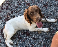 Étalon English Springer Spaniel - Ozzy des Etangs de Dame Blanche