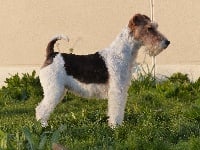 Étalon Fox Terrier Poil Dur - Nutsy Blue Celtics