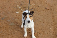 Étalon Jack Russell Terrier - Pyle de l'antre des jacks