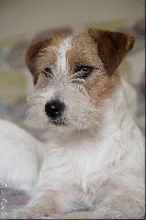 Étalon Jack Russell Terrier - steve's eden In love with terra dumbis