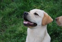 Étalon Labrador Retriever - Nymphéa of park heaven