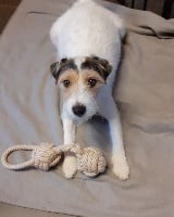 Étalon Parson Russell Terrier - Ona Des Arrêts De Cremont