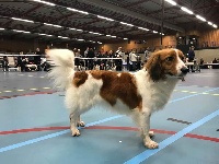 Étalon Petit chien hollandais de chasse au gibier d'eau - Frida dog vom wonderland