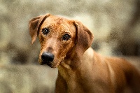 Étalon Rhodesian Ridgeback - Méribel des Gardiens du temps qui passe