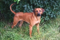 Étalon Rhodesian Ridgeback - Orane African Shadows