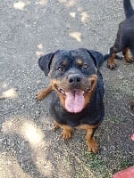 Étalon Rottweiler - Niagara Des molosses de Garabit