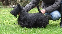 Étalon Scottish Terrier - Paty mat des oyats