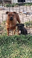 Étalon Staffordshire Bull Terrier - My ruby (Sans Affixe)