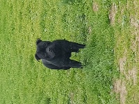 Étalon Staffordshire Bull Terrier - Nayada black dream De la crique du Flojule