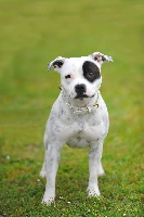 Étalon Staffordshire Bull Terrier - firecross Winningmood tildawn