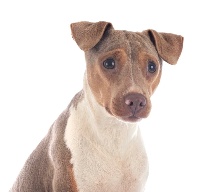 Étalon Terrier Bresilien - Bingo do jardim imbui