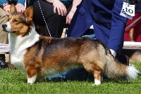 Étalon Welsh Corgi Cardigan - CH. Murmure du mont des croisettes