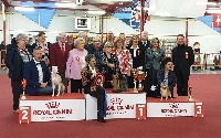 Étalon Yorkshire Terrier - Karalen blyuz royal dyamond