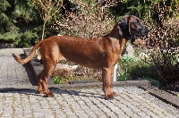 Étalon chien de Rouge de Baviere - TR. CH. Broszka Z Krainy Przodkow