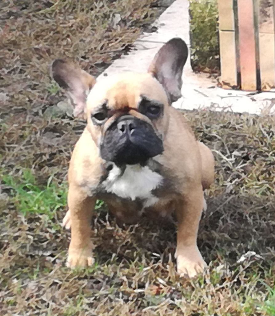 Nenitsa mamba de Goldenhouse