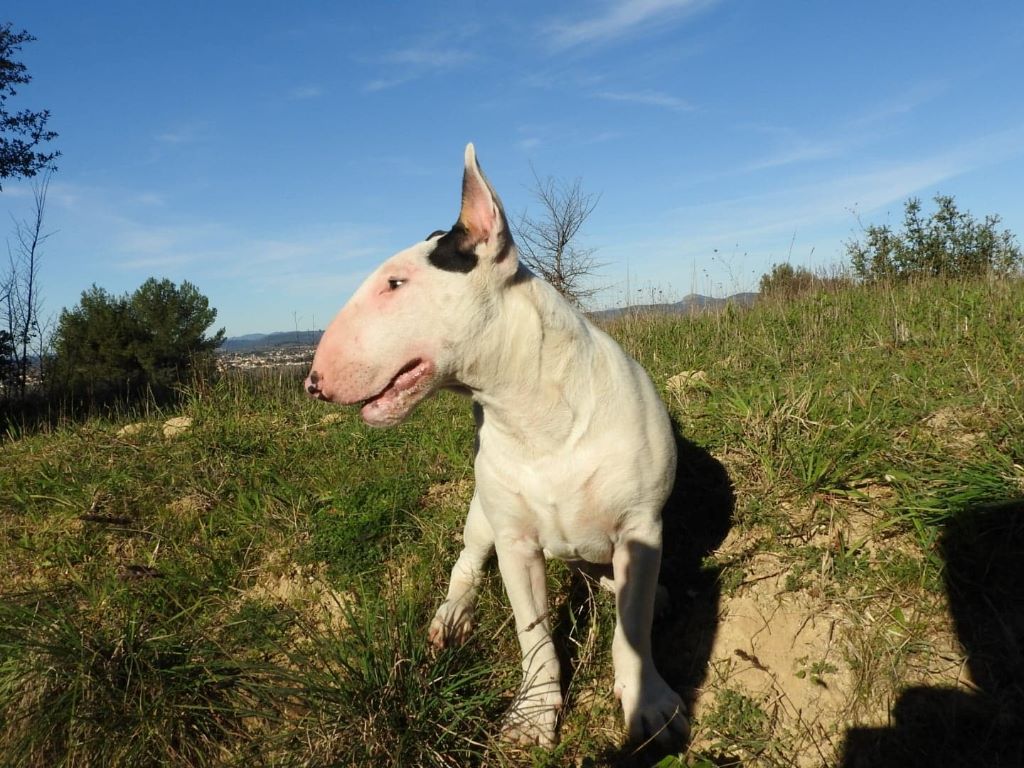 Publication : Bull Redemption 