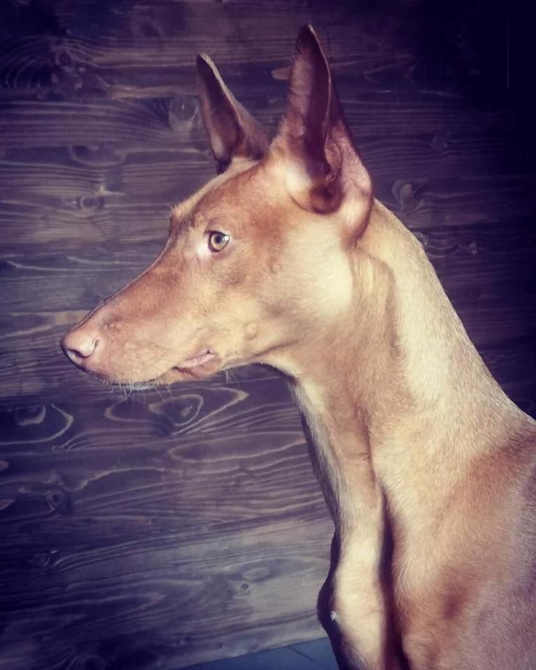 Publication : Des Nifelupos Auteur : Des Nifelupos