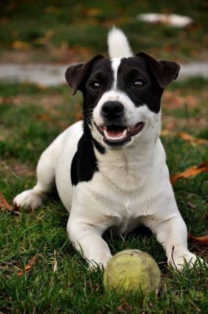 Forever young big scotty's dream