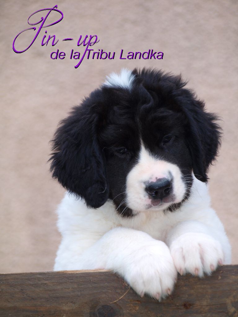 Publication : De La Tribu Landka Auteur : de la Tribu Landka ( Karine)