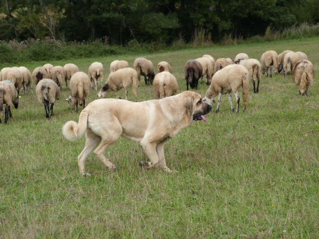 Publication : d'Ardalie Auteur : BERGES ISABELLE