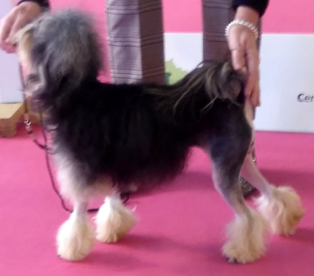 Publication : Des doux angelots 