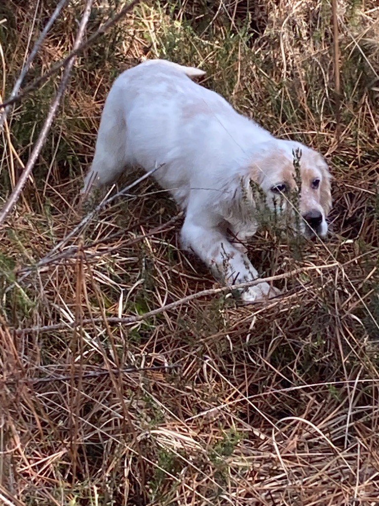 Publication : Des Rochers De Faulat 