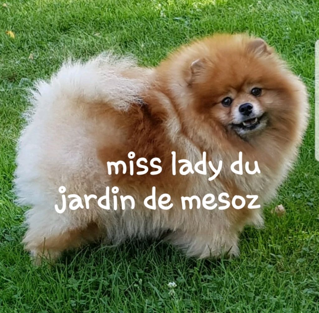 Miss' lady du jardin de Mesoz