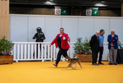 Étalon Shiba - CH. lyurua dyuring Chikyu no tomi