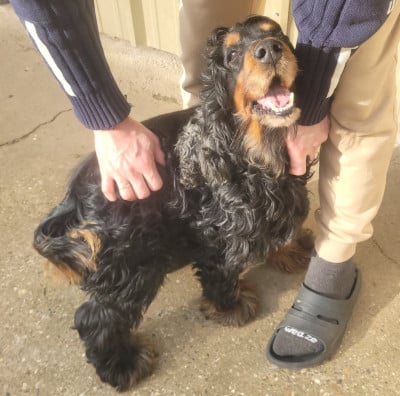 Étalon Cocker Spaniel Anglais - Largo (Sans Affixe)