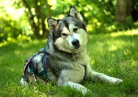 Étalon Alaskan Malamute - Ms quinao nooak snow shamanrock