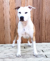 Étalon American Staffordshire Terrier - jc ring angels Athena