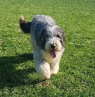 Étalon Bearded Collie - Mabelle Des Terres De L'Avesnois