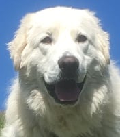 Étalon Berger de Podhale - Tatra - Alpejski osemit fci