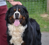 Étalon Bouvier Bernois - Lancelot du Domaine De Léon De La Seille