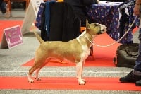 Étalon Bull Terrier - UNFAILLING Oh my joy