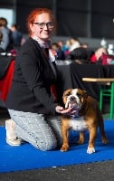 Étalon Bulldog Anglais - CH. One in a million De La Combe Rousse