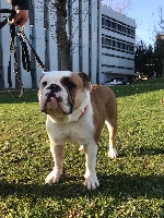 Étalon Bulldog continental - Oprah chanel De la landerie