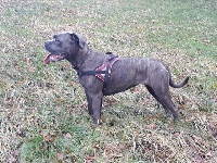 Étalon Cane Corso - Ottawa Du Règne De Malaudrea