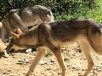 Étalon Chien-loup de Saarloos - Oranda (Sans Affixe)