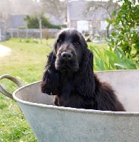 Étalon Cocker Spaniel Anglais - Okami de kerdero