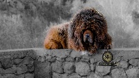 Étalon Dogue du Tibet - CH. Lei Des Lions Du Tibet