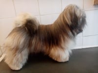 Étalon Lhassa Apso - Pooky Du Royaume D'ebène