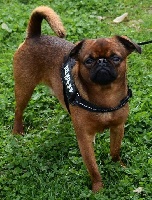 Étalon Petit Brabançon - Mango du Domaine des Cotieres