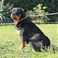 Étalon Rottweiler - Roma (Sans Affixe)