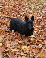 Étalon Scottish Terrier - Verascott Minority report