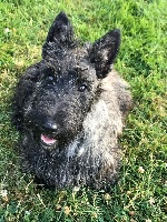 Étalon Scottish Terrier - Nestea (Sans Affixe)